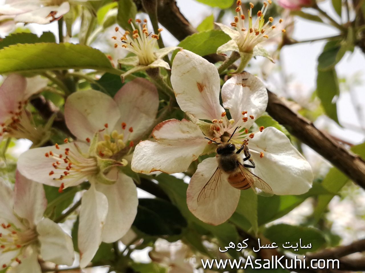 عسل طبیعی